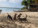 Puppies on the beach: Laiza